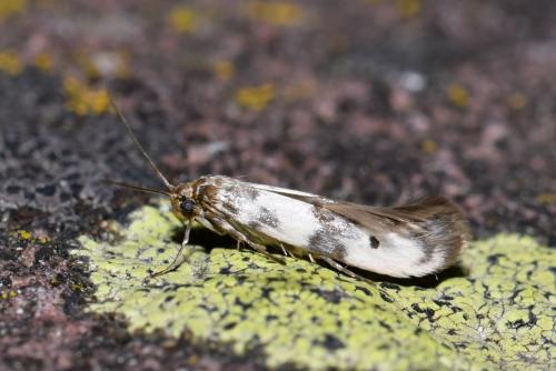 Réf. 206 959 : Enolmis acanthella